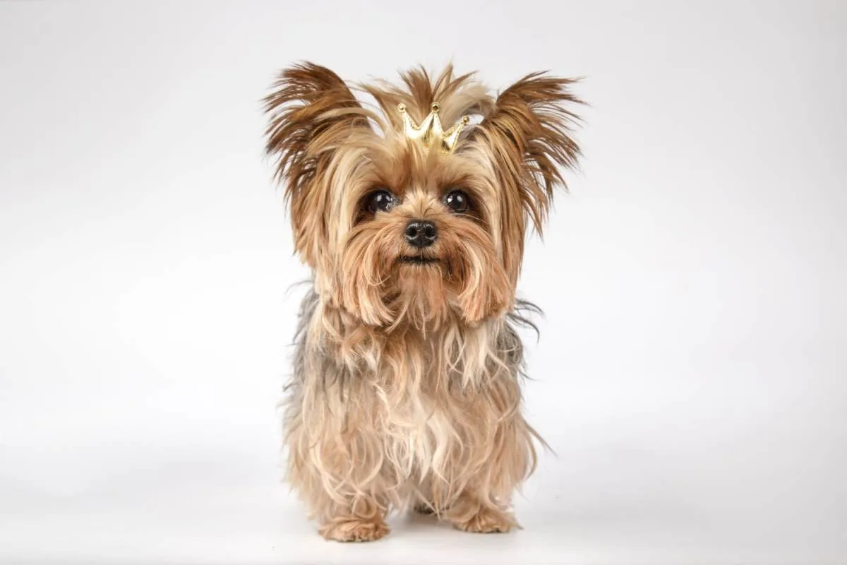 Ile żyje York? Długość życia Yorkshire Terrier