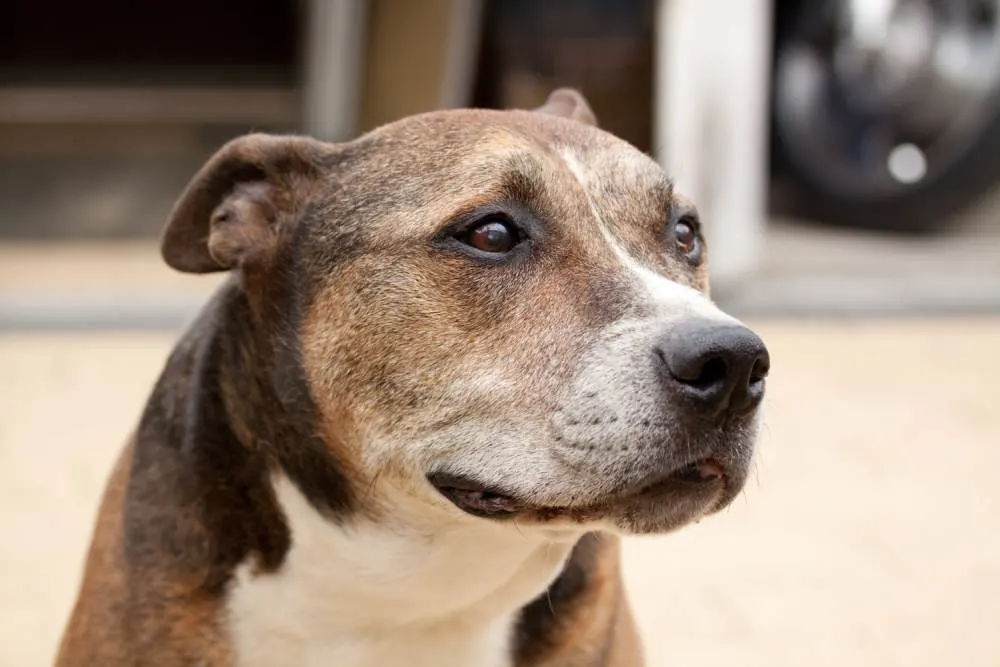 Jak długo rośnie Amstaff ?