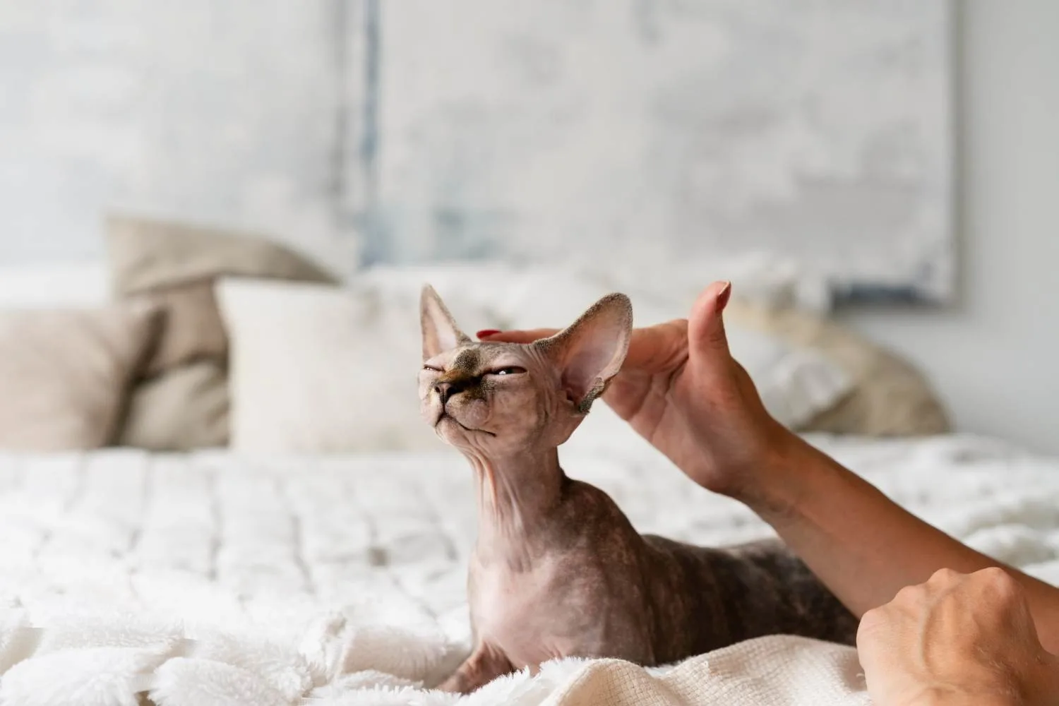 Kot Devon Rex