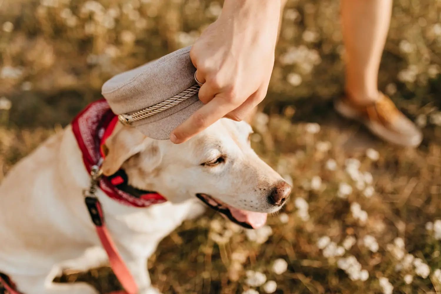 Labrador Retriever - opis rasy, wady i zalety, charakter