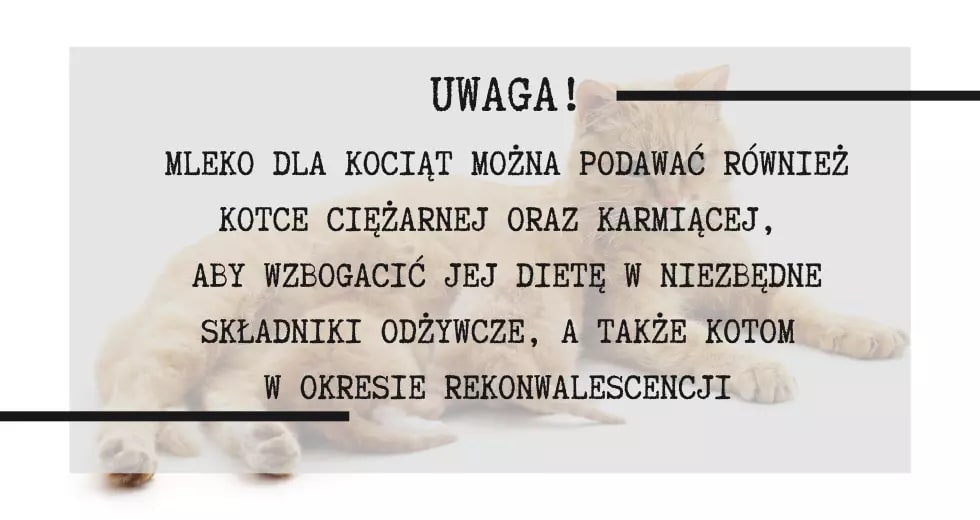 mleko dla kotów można podawać również kotce ciężarnej oraz karmiącej, a także kotom w okresie rekonwalescencji