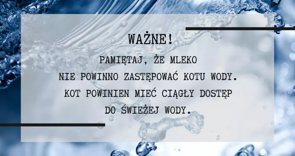 Mleko nie powinno zastępować kotu wody. Kot powinien mieć ciągły dostęp do świeżej wody