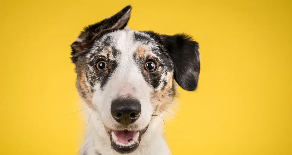 Żółta wstążka dla psa. Yellow dog protect - co oznacza?